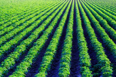 Sıra sıra büyüyen yemyeşil tarlalar.