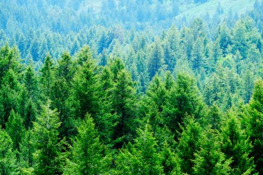 Çam ormanlarının yemyeşil orman ağaçlarının detayları çevre koruma