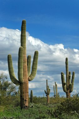 Saguaro kaktüs kaktüsünün Amerika 'nın güneybatı çölündeki mavi gökyüzü ve bulutlarıyla yakın çekimi.