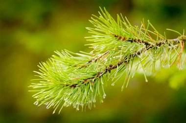 Çam Ağacı Yağmur Fırtınasında Şırıngayla Su Damlaları Yabanıl