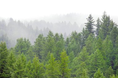 Yağmurlu, yemyeşil çam ağacı ormanları ıssız dağlarda sisli hava katmanları