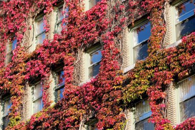Pencereleri kırmızı sarmaşık yapraklarıyla kaplı apartman dairesi büyüyen bitki