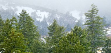 Kar taneleri ormana düşen kar fırtınası ya da kışın dağın eteklerindeki çam ağaçlarının ormanı kışı temsil ediyor.