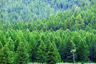 Sağlıklı yemyeşil çam ağaçları ormanları vahşi dağlarda orman.