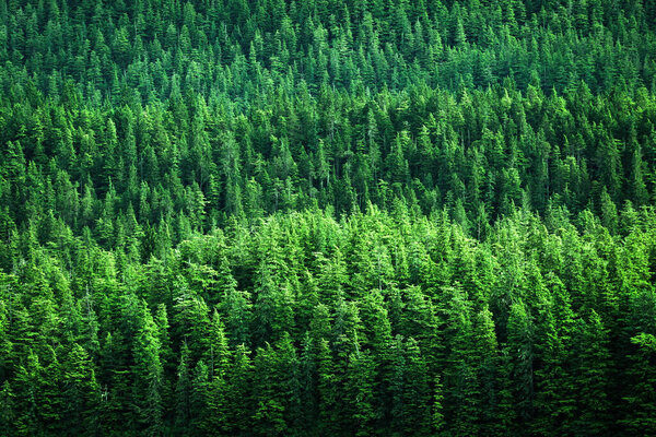 Буйно-зеленый сосновый лес или форрест на дикой пересеченной горе в дикой здоровой среде