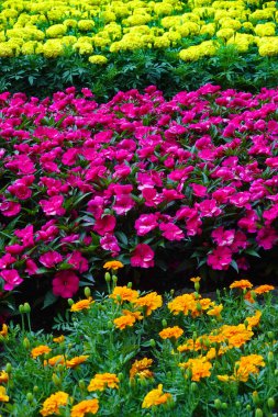 Bahçe güzelliği ve peyzaj tasarımı için bir bahçede tutulan güzel renkli çiçeklerin ayrıntıları.