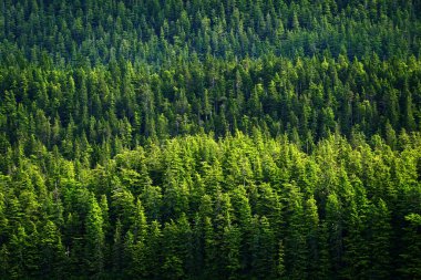 Çam ormanının yemyeşil bir ayrıntısı ya da vahşi engebeli bir dağdaki ormanların sağlıklı çevresi.