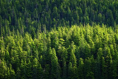 Çam ormanının yemyeşil bir ayrıntısı ya da vahşi engebeli bir dağdaki ormanların sağlıklı çevresi.