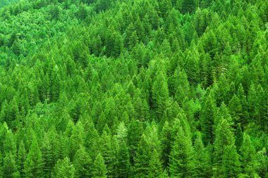 Çam ormanının yemyeşil bir ayrıntısı ya da vahşi engebeli bir dağdaki ormanların sağlıklı çevresi.