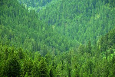 Çam ormanının yemyeşil bir ayrıntısı ya da vahşi engebeli bir dağdaki ormanların sağlıklı çevresi.