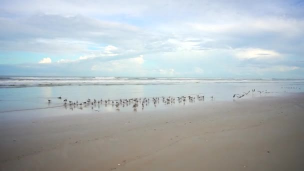 Daytona Sahilinde Hareketli Video Martıları — Stok video