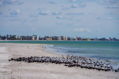 Fort Myers Beach Florida ABD 'deki martı sürüsü.