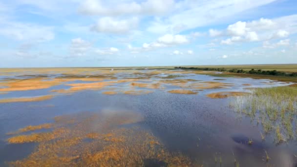 Passeio Barco Pov Florida Everglades — Vídeo de Stock