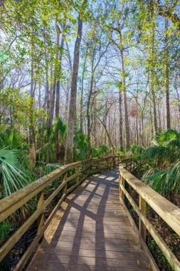 Nature scene at Highlands Hammock State Park Sebring Florida USA