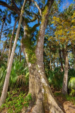 Nature scene at Highlands Hammock State Park Sebring Florida USA
