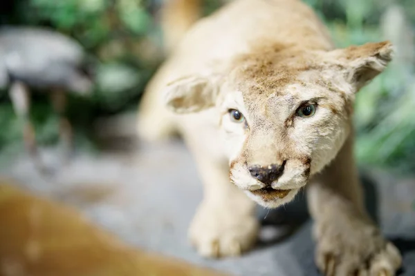 Image Taxidermy Mountain Lion Cougar Cub —  Fotos de Stock