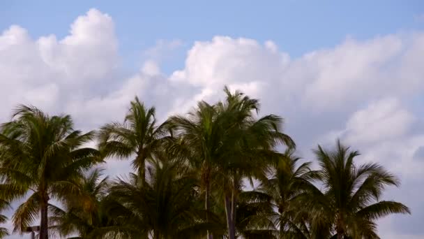 Miami Beach Palmer Och Molnigt Blå Himmel — Stockvideo