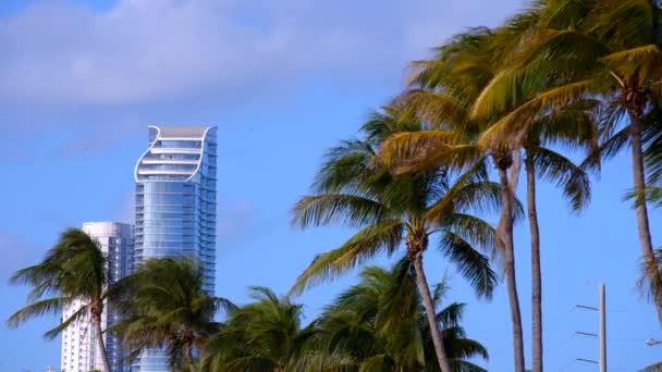 Miami Beach Сцена Пальмами Кондоминиумами Голубом Небе — стоковое видео