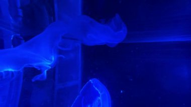 Akvaryumdaki denizanasının dikey görüntüsü