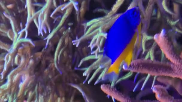 Vertikales Video Kupang Yellow Belly Damegofish Oder Azure Damegofish — Stockvideo