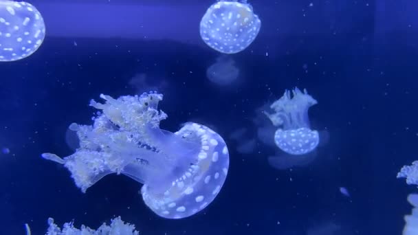Gelée Lune Méduses Dans Aquarium — Video