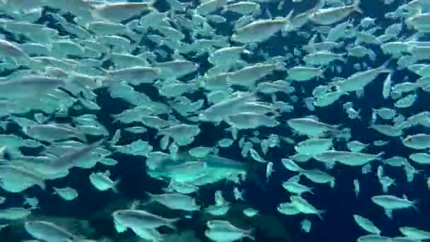Underwater School Fish — Stock Video