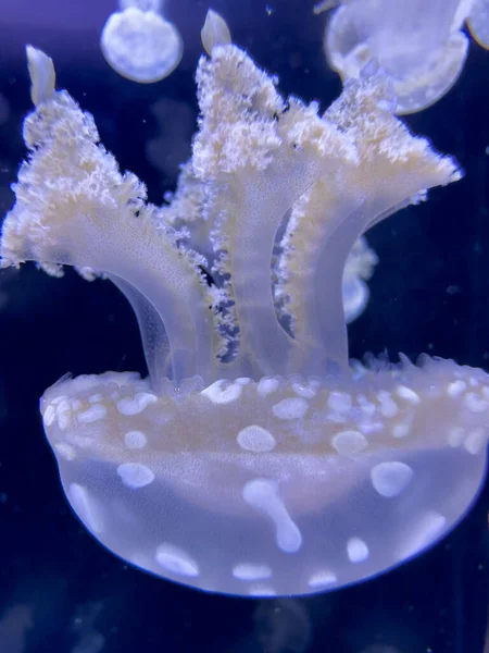 Closeup Photo Moon Jellyfish — Stock Photo, Image
