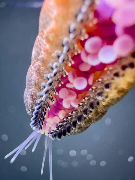 Makrofoto Eines Seestern Tentakel Glühenden Neon Unter Wasser — Stockfoto