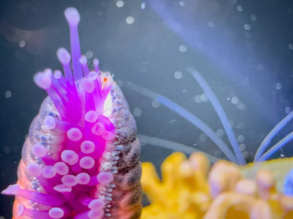 Macro Foto Van Een Zeester Tentakels Gloeiende Neon Onderwater — Stockfoto