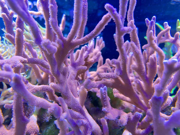 Unter Wasser Foto Des Riffs Pflanzenwelt — Stockfoto