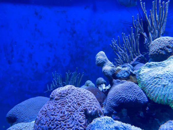 Schöne Unterwasserwelt Der Fische — Stockfoto