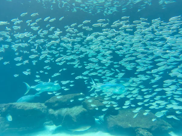 Viele Fische Meer — Stockfoto