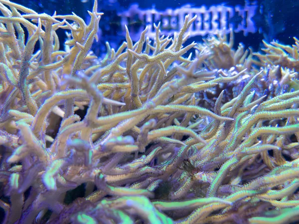Unter Wasser Foto Des Riffs Pflanzenwelt — Stockfoto