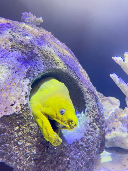 Подводное Фото Светящегося Желтого Угря Морея — стоковое фото
