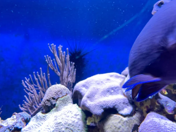 Schöne Unterwasserwelt Des Meeres — Stockfoto
