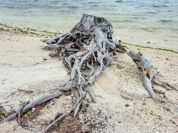Old Tree Roots Sea Banyan Tree — Stock Photo, Image