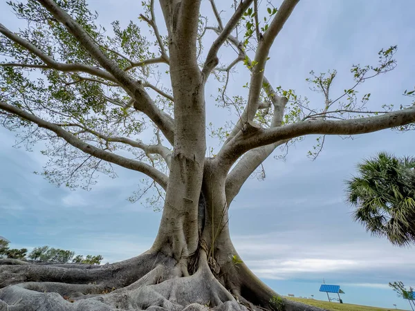 Banyan Tree Show Low Ground Angle — Stock Photo, Image