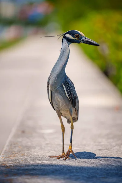 Foto Uma Garça Cinzenta Florida Pássaro Nativo — Fotografia de Stock