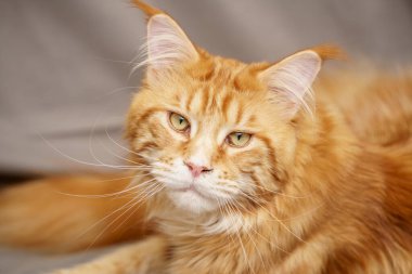 Kapalı fotoğraf Turuncu Ana Rakun Yazdırma