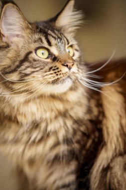 Uzun saçlı Maine Rakunu flaşla fotoğraflandı