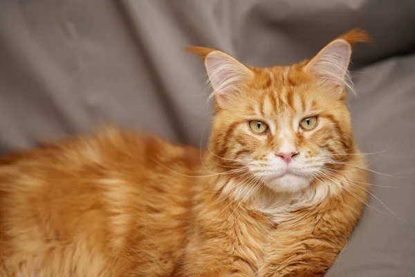 橙色缅因州猫的肖像 — 图库照片