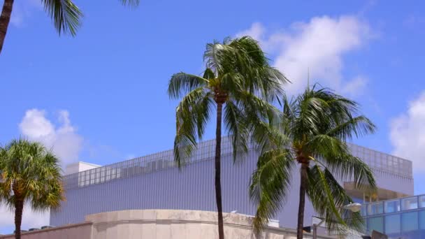 Video Miami Beach Scena Palme Edificio — Video Stock