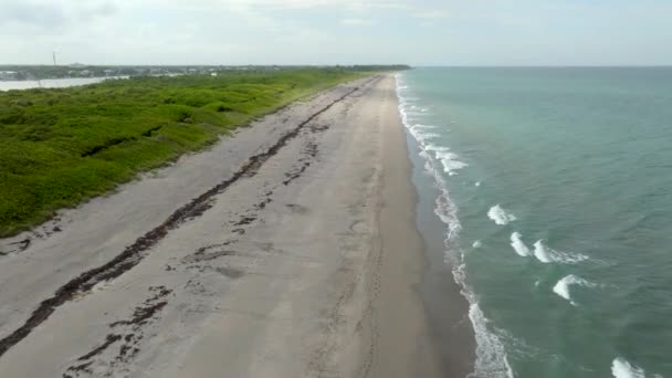 Piste Broască Țestoasă Loggerhead Timpul Sezonului Cuibărit Hobe Sound Florida — Videoclip de stoc