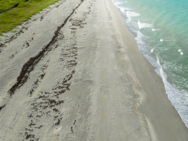 2023 yazında Florida Jüpiter Adası 'ndaki kum üzerinde uçan kaplumbağa izleri var.