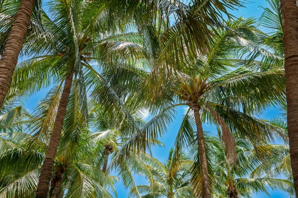 Palms Miami Beach Тропическое Дерево Голубом Небе — стоковое фото