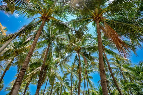 Palmiyeler Miami Plajı Mavi Gökyüzünde Tropikal Ağaç — Stok fotoğraf