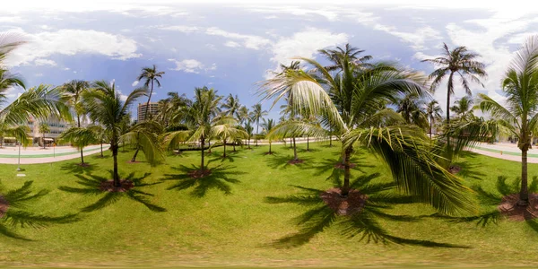 Lummus Park Miami Beach Field Palms — 图库照片