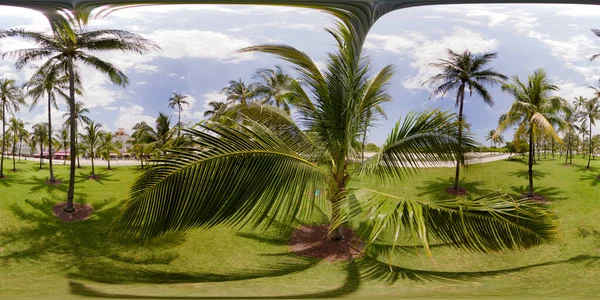 Lummus Park Miami Beach Field Palm — 스톡 사진