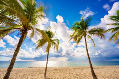 Fort Lauderdale Sahili FL 'de tropik yaz palmiyeleri ya da Miami olabilir.