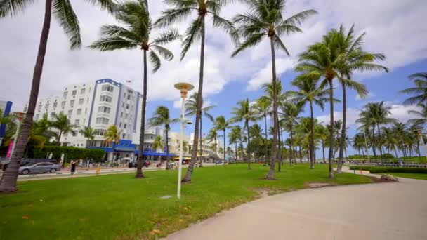 Miami Beach Usa September 2023 Går Genom Palmerna Miami Beach — Stockvideo